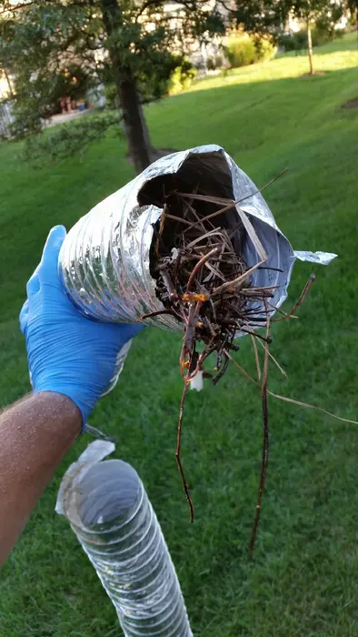 A bird nest pulled out of a flex duct